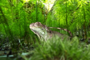 Cute young wild lizard hiding in the grass