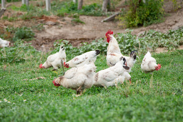 Chicken