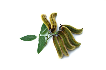 Mucuna pruriens seed on white background.