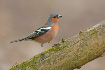 Zięba, Chaffinch (Fringilla coelebs)