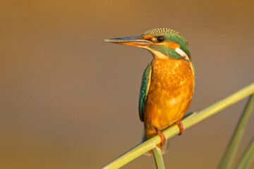 zimorodek, kingfisher, alcedo atthis