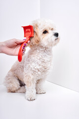 The girl combs the hair of a domestic pet puppy breed Maltipoo