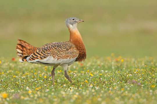 Drop, Great Bustard, Otis Tarda