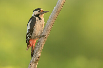 dzięcioł białoszyi, Syrian woodpecker (Dendrocopos syriacus)