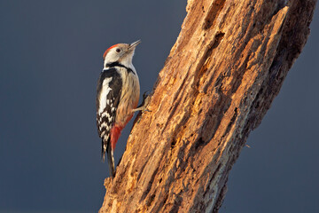 Dzięcioł średni, Middle spotted woodpecker. Dendrocopos medius - obrazy, fototapety, plakaty