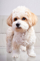 Portrait of a beige Maltipoo puppy stands on a glass table in the room