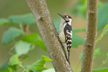 Dzięciołek, Lesser Spotted Woodpecker (Dendrocopos minor) - obrazy, fototapety, plakaty