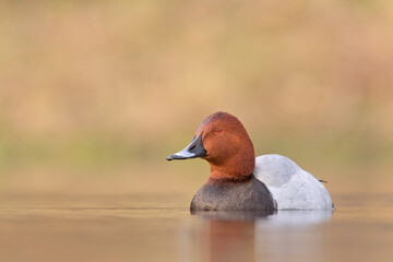 Głowienka, Tafeleend, Common Pochard, Aythya ferina © Grzegorz