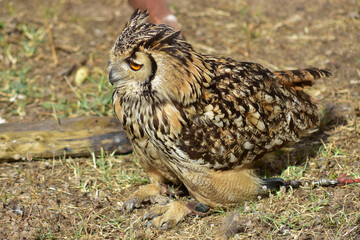 Eurasian eagle owl standing on the ground