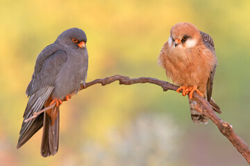 Kobczyk, Red-footed Falcon (Falco vespertinus) - obrazy, fototapety, plakaty