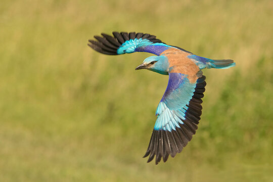 Kraska, European Roller, Coracias garrulus