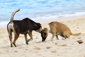 Two stray dogs playing on the beach.