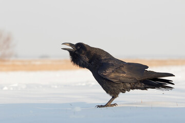 Kruk, Common raven, Corvus corax - obrazy, fototapety, plakaty