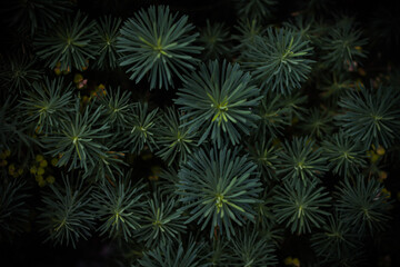 Fototapeta na wymiar Green background of a coniferous plant with needles. Beautiful dark green background