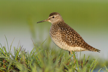 łęczak, Wood sandpiper (Tringa glareola)