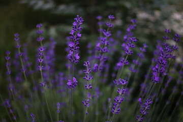 Beautiful purple lavender in the garden.  Fragrant French Provence lavender grows and blooms in the garden
