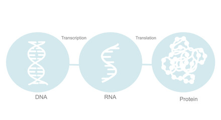 The central dogma of molecular biology (transcription, translation) that show on blue and white icon of DNA, RNA and protein molecule