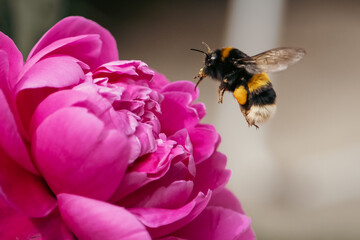 Bourdon récoltant le pollen sur une pivoine au printemps