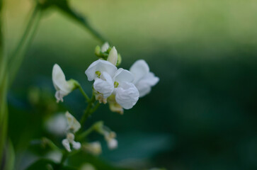 Beans flowers growing on the beans in front of the net, flowers on the beans plant