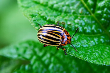 Macro of colorado potato beetle in natural conditions and habitat eating of potato leaf