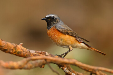 pleszka, Common redstart male, Phoenicurus phoenicurus