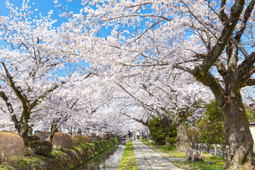 京都哲学の道桜満開