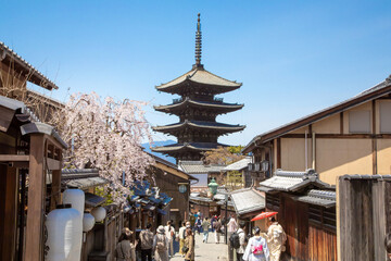 Naklejka premium 京都八坂の塔の桜満開