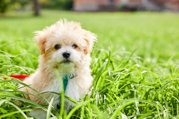 Little Maltipoo puppy is walking in green grass