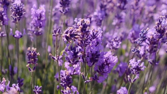 Honey bees working on fragrant Lavender flower field close up. Flying bumble-bee gathering pollen from violet lavender blossoms