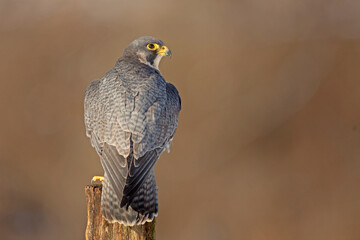 Sokół wędrowny, Peregrine falcon, Falco peregrinus
