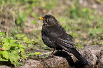 Close up side view of a common eurasian blackbird female on the edge og a birdbath after bathing
