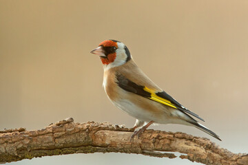 Szczygieł, European Goldfinch (Carduelis carduelis) © Grzegorz