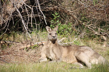 Naklejka na ściany i meble Eastern Grey Kangaroo (Macroppus giganteus), Loch Sport, Central Gippsland, Victoria, Australia.
