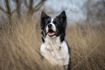 Smiling Border Collie in Grass Field. Happy Black and White Dog with Dramatic Nature.
