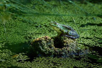 frog in the pond