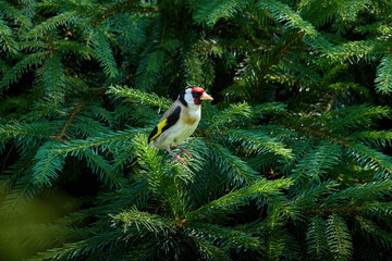 European goldfinch on a tree
