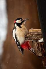 red cardinal in winter