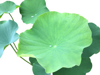 Isolated waterlily or lotus plants with clipping paths.	