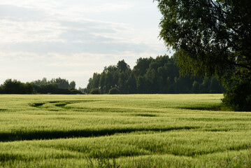 Fototapeta na wymiar beautiful green meadow in summer evening with car tracks