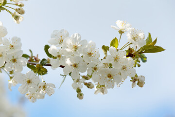 Obraz premium Cherry tree blooming with white flowers