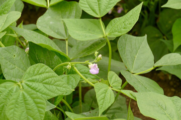 bean plant blooming in the garden and starting fruit formation,