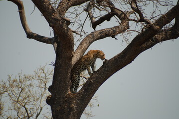 Fototapeta na wymiar Leopard in a tree Kruger Park