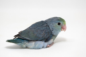 Selective focus of forpus parrotlet newborn bird studio shot on white background