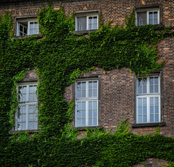 Windows overgrown with vines
