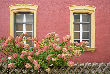 mediterranean house facade, yellow framed windows and pink blooming hydrangea bush