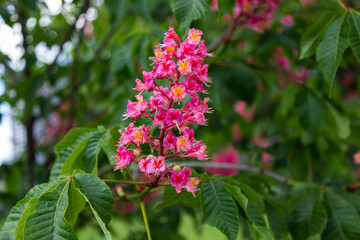 Flowering trees. Red horse chestnut flowers in spring. Close-up. Carnea Aesculus, hybrid of Aesculus hippocastanum, Aesculus pavia.