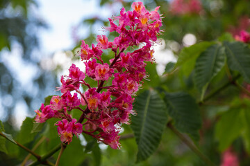 Flowering trees. Red horse chestnut flowers in spring. Close-up. Carnea Aesculus, hybrid of Aesculus hippocastanum, Aesculus pavia.