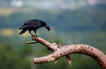 Naklejka premium Carrion crow on a branch with a mouse