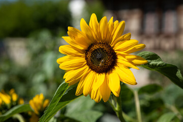 Blooming Sunflowers in Switzerland Europe. Close up shot, no people