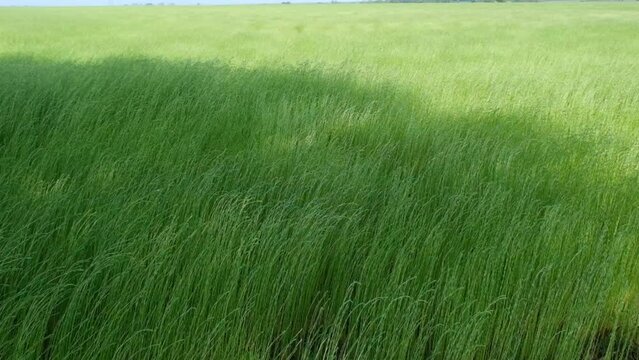 Herbes au vent, au ralenti
